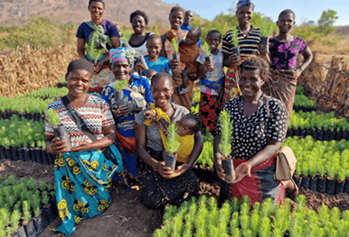 A group of people holding small tree saplings ready to be planted in a sunny field